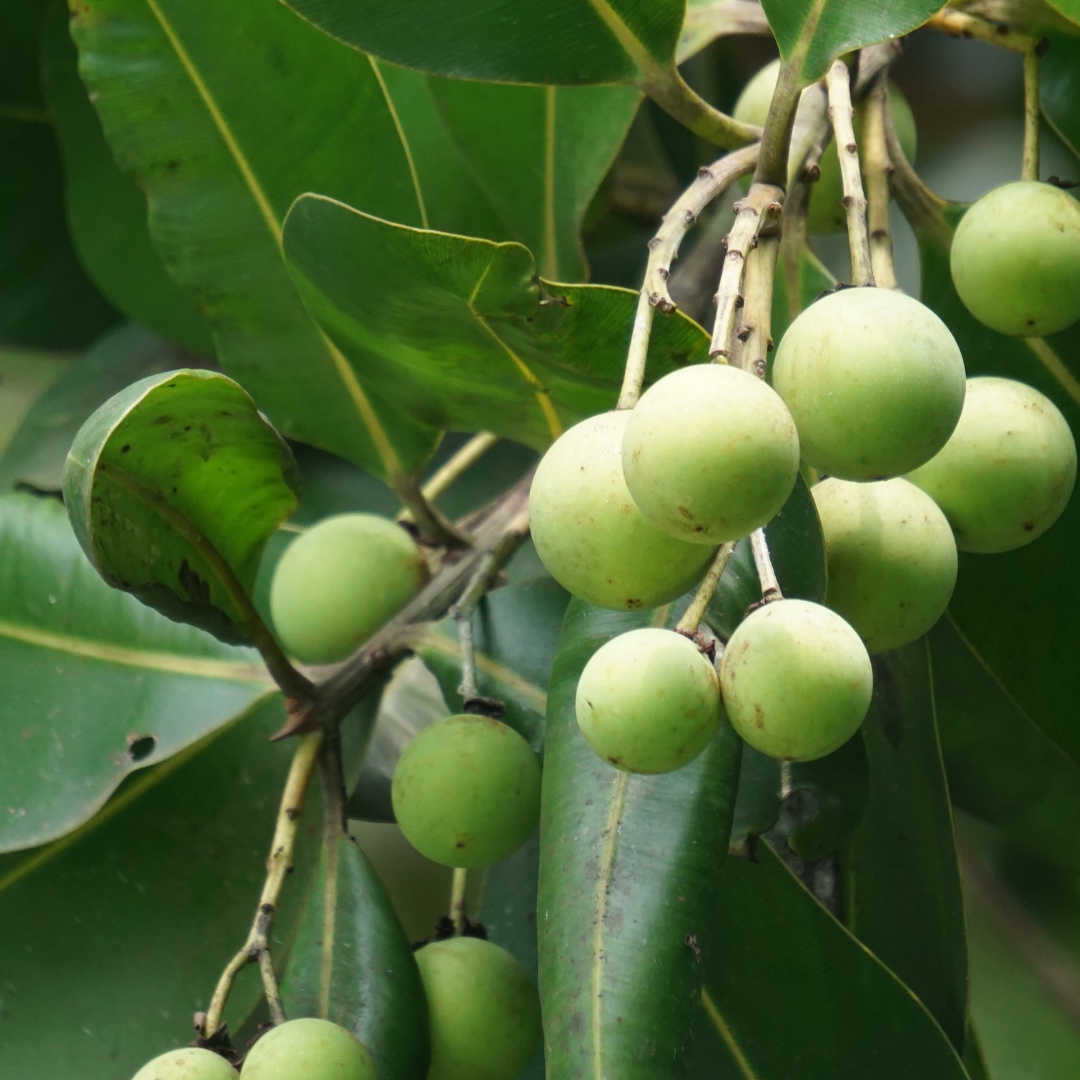 Tamanu: Ingredient Spotlight