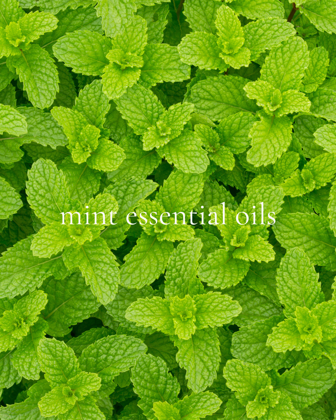 Vanilla Mint Lip Nourish